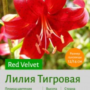 Тигровая лилия Red Velvet (Flavour)